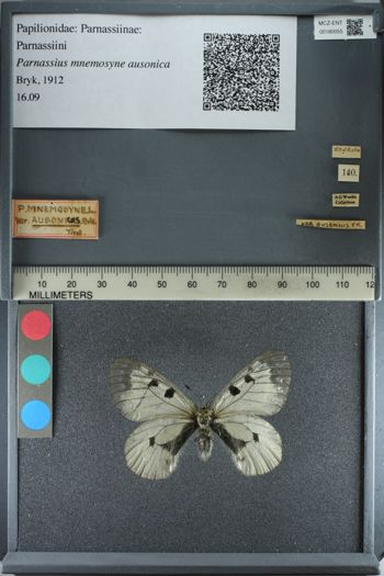Media type: image;   Entomology 180055